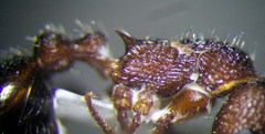 Myrmica bergi