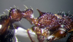 Myrmica bergi