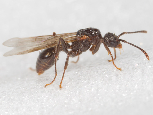 Eroded Ant