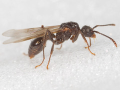 Myrmica detritinodis