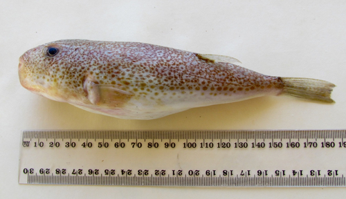 Torquigener vicinus