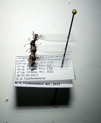 Myrmica bergi