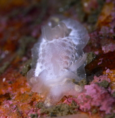 Goniodoris nodosa