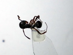 Myrmica bergi