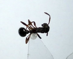 Myrmica bergi
