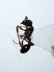 Myrmica bergi