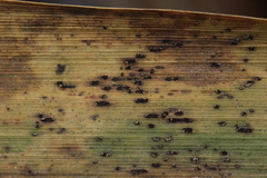 Puccinia phragmitis