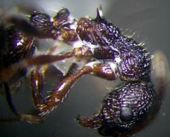 Myrmica bergi