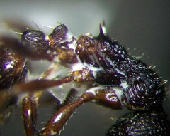 Myrmica bergi