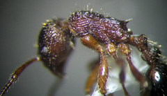 Myrmica bergi