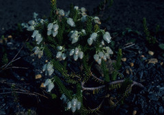 Erica physodes