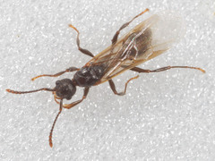 Myrmica detritinodis