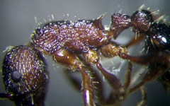 Myrmica bergi