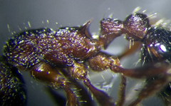 Myrmica bergi