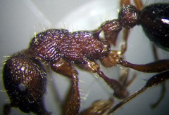 Myrmica bergi