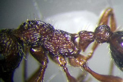 Myrmica bergi