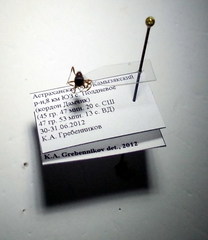 Myrmica bergi