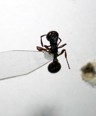 Myrmica bergi
