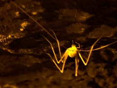 Hadenoecus subterraneus