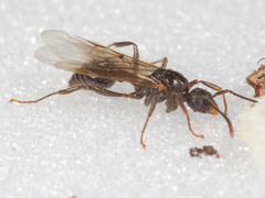Myrmica detritinodis