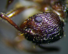 Myrmica bergi
