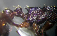 Myrmica bergi