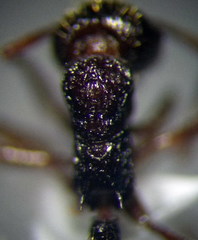 Myrmica bergi