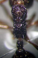 Myrmica bergi