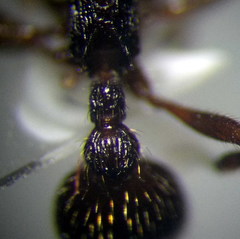 Myrmica bergi