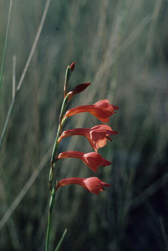 Image of Gladiolus merianellus by (c) Tom Lloyd Evans, some rights reserved (CC BY-SA)