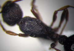 Myrmica bergi