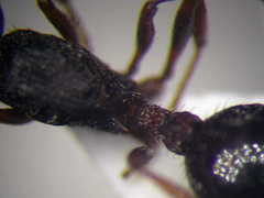 Myrmica bergi