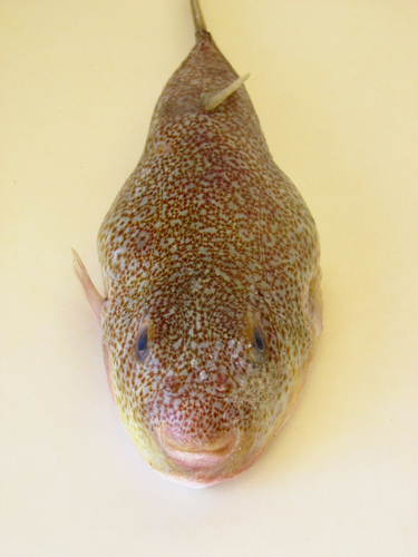 Torquigener vicinus