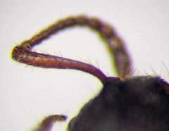 Myrmica bergi