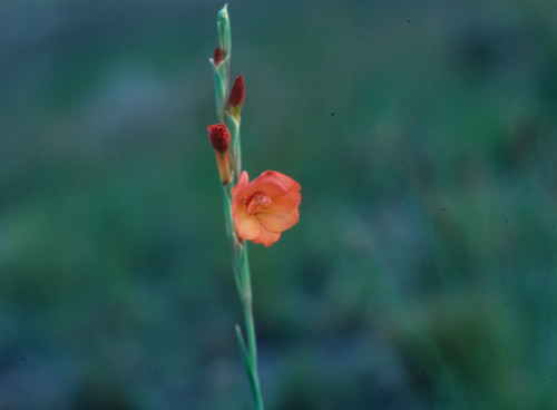 Image of Gladiolus merianellus by (c) Tom Lloyd Evans, some rights reserved (CC BY-SA)