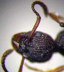 Myrmica bergi
