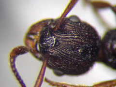 Myrmica bergi