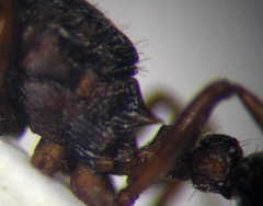 Myrmica bergi