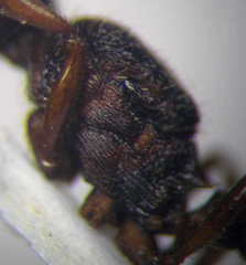 Myrmica bergi
