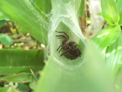 Aglaoctenus oblongus