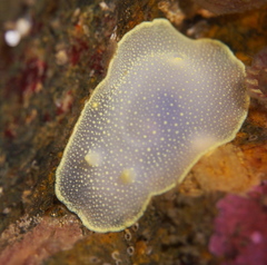 Cadlina laevis