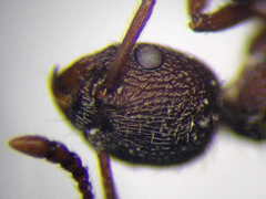 Myrmica bergi