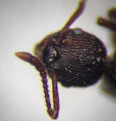 Myrmica bergi