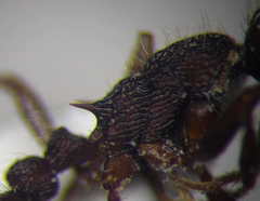 Myrmica bergi