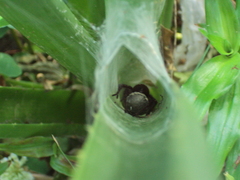 Aglaoctenus oblongus