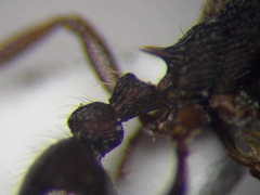 Myrmica bergi