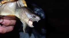 Kinosternon herrerai