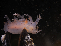 Dendronotus