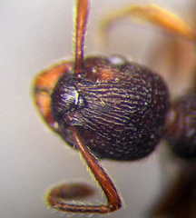 Myrmica bergi