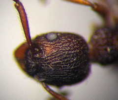 Myrmica bergi